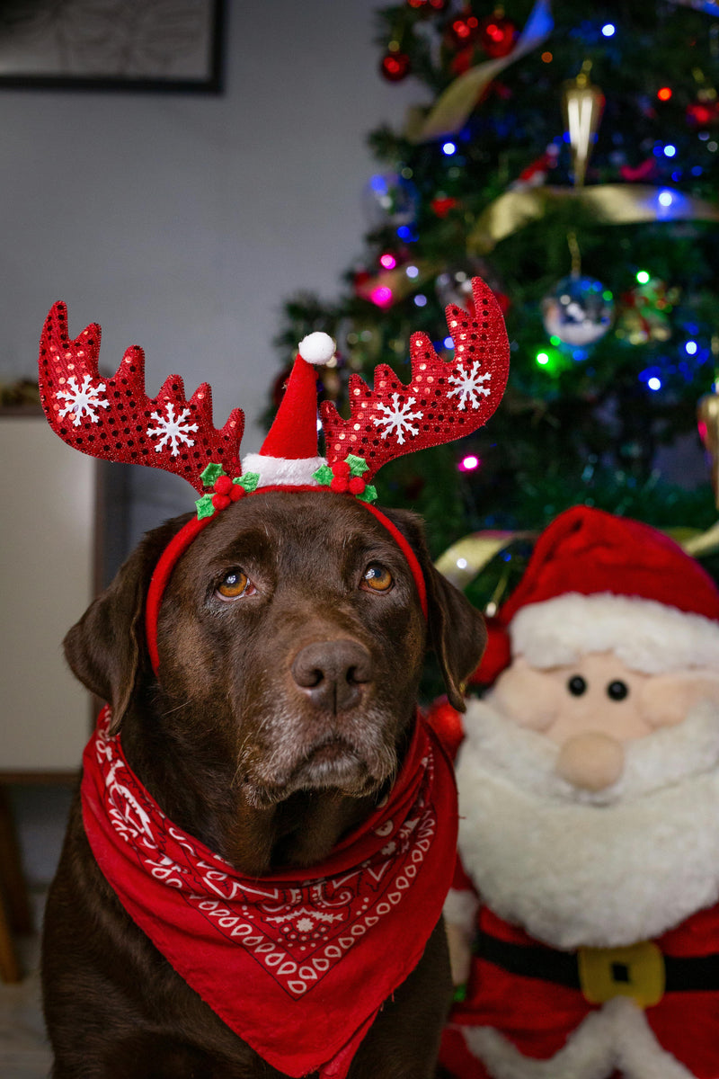 Make Your Pup's Christmas Pawsitively Magical: Top 10 Gift Ideas for 2024