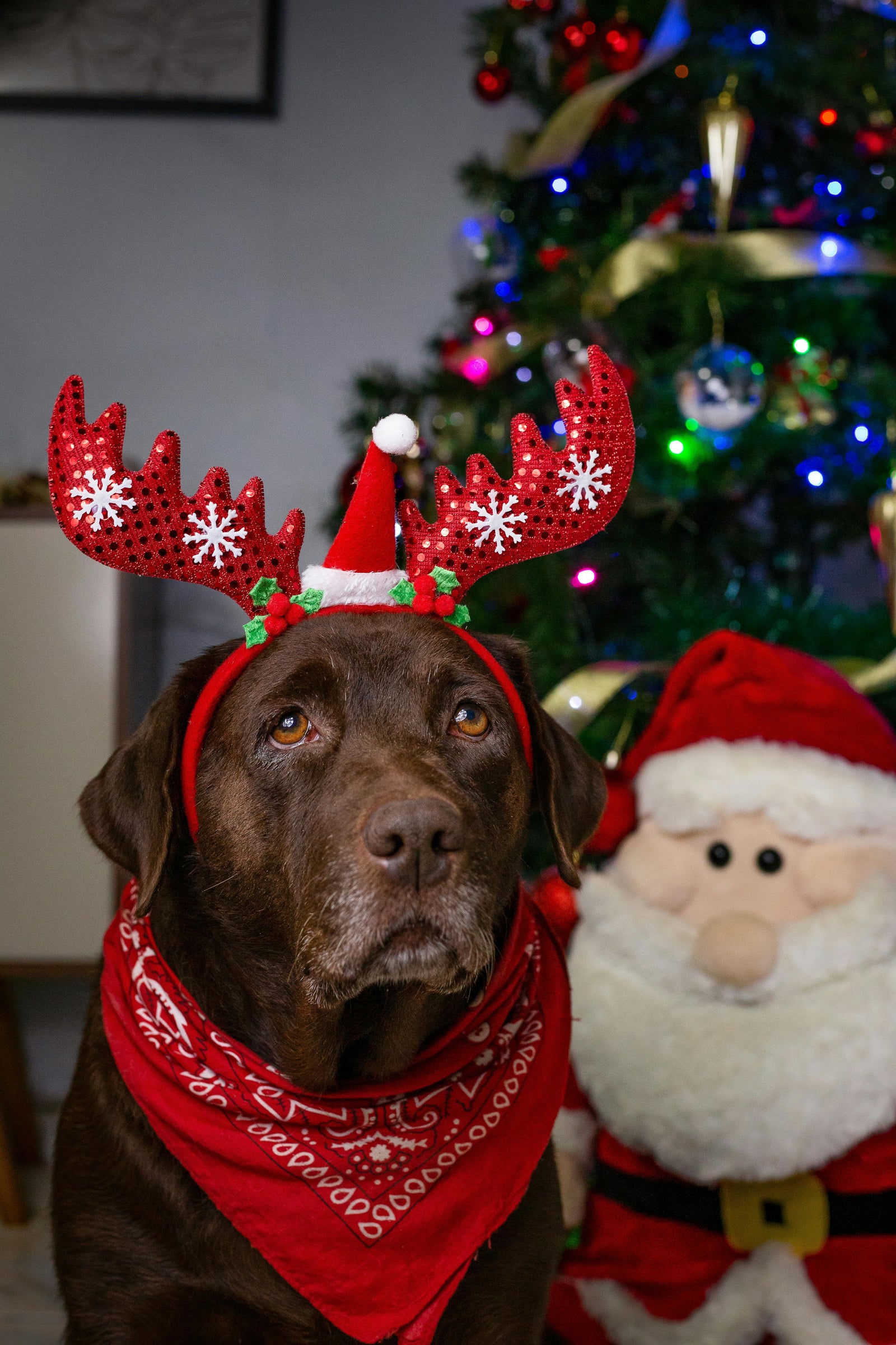 Make Your Pup's Christmas Pawsitively Magical: Top 10 Gift Ideas for 2024