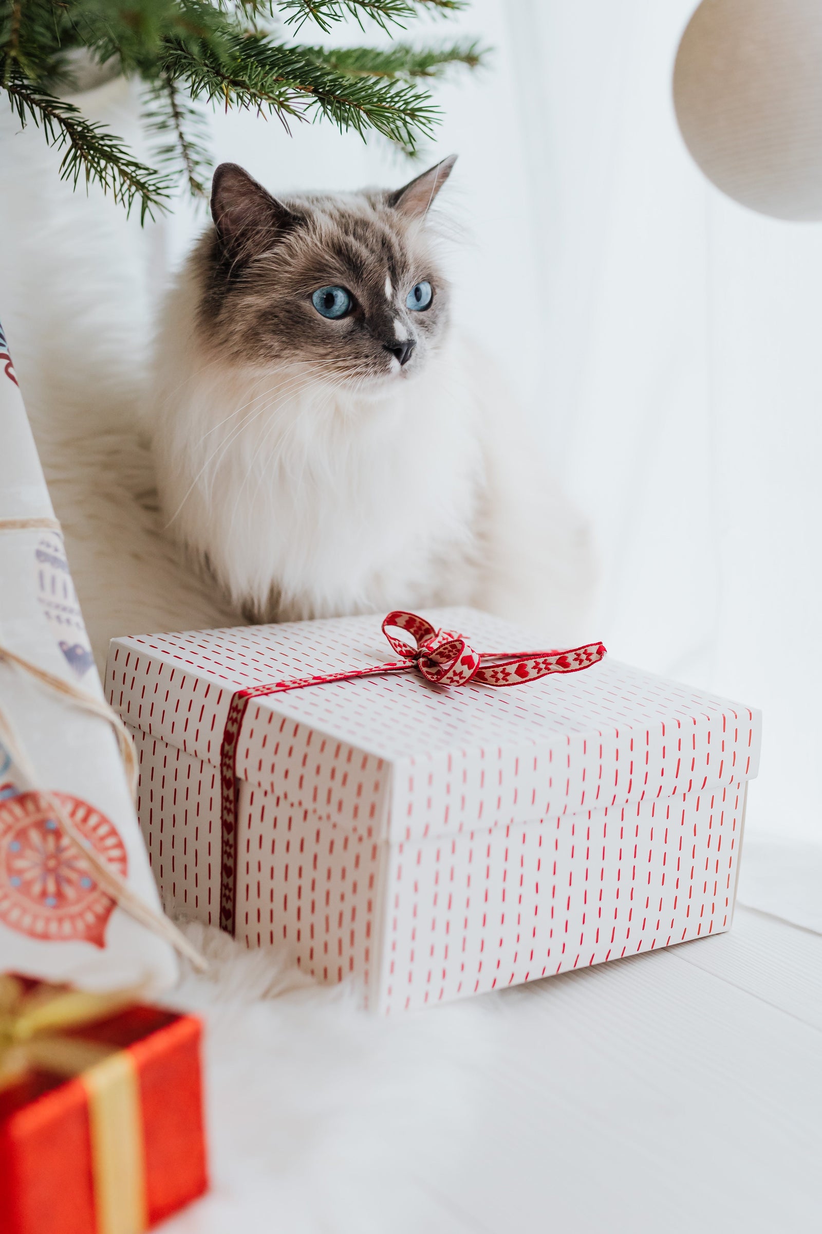 a cat sitting next to a christmas present under a tree