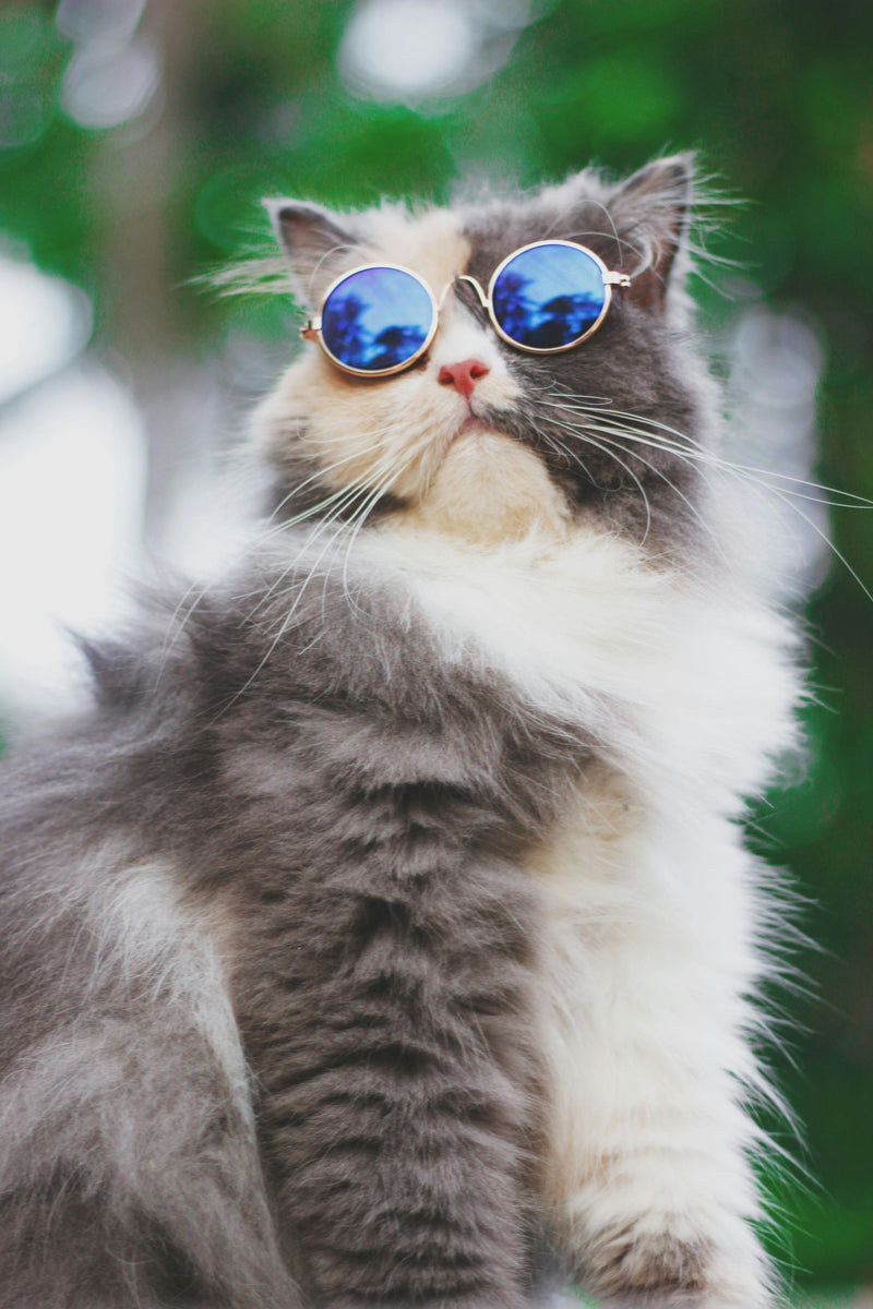 Unique Crystal Figurine Cat Collection for Cat Lovers