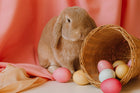 A charming illustration of Easter celebrations in the USA featuring a rabbit beside a basket of colorful eggs, symbolizing the joy and traditions of the holiday. Embracing Easter Splendor: Revel in the Exquisite Celebrations of Easter in the USA.