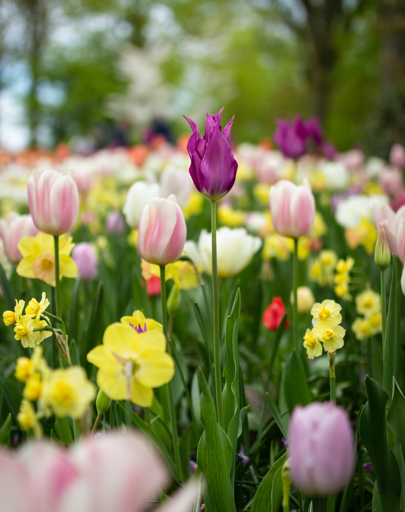 Nature's Palette: Exploring the Enchanting World of Flowers
