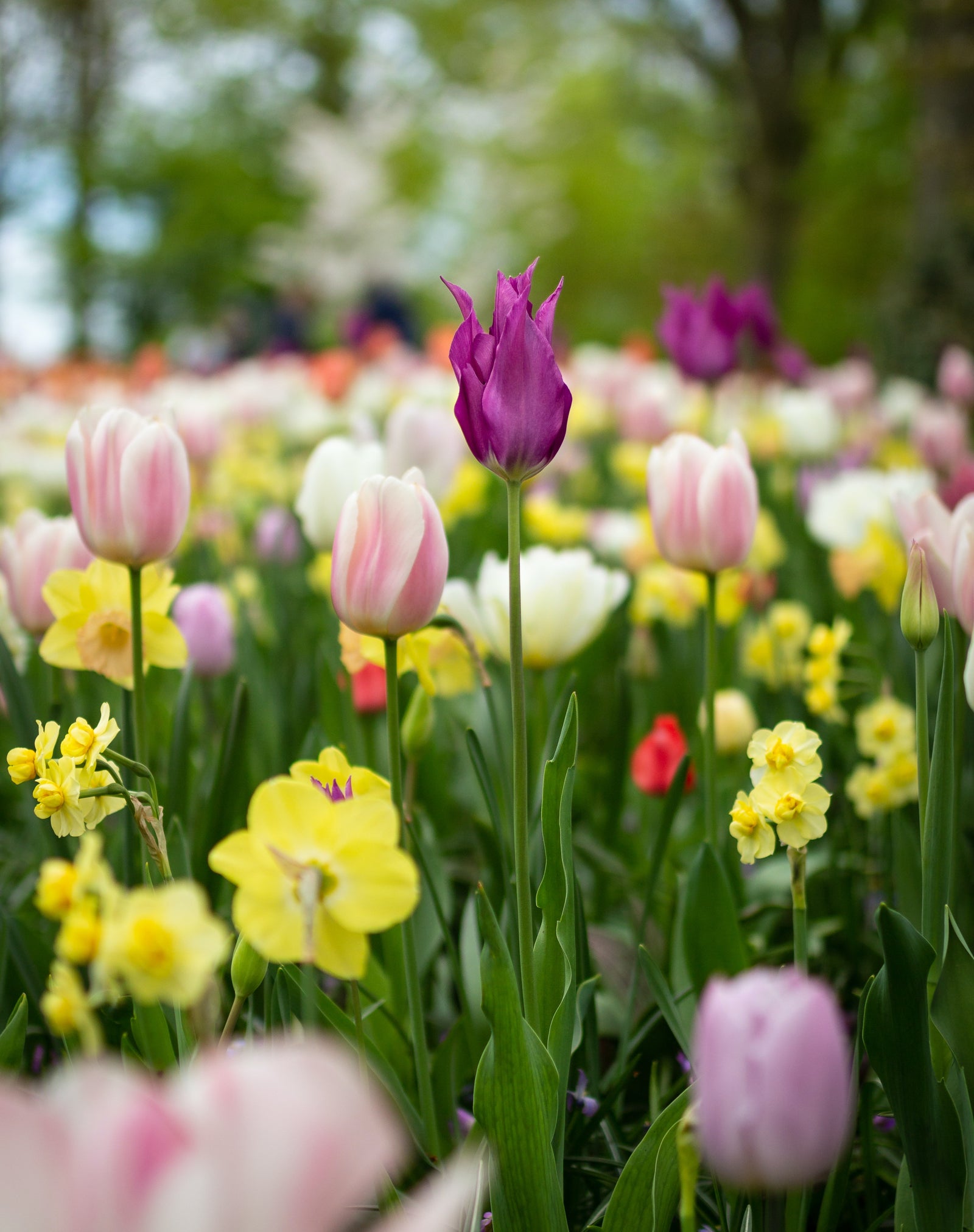 Nature's Palette: Exploring the Enchanting World of Flowers
