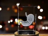 Stomach Art | 3D Engraved Crystal Keepsake | Doctor Gift A&B Crystal Collection