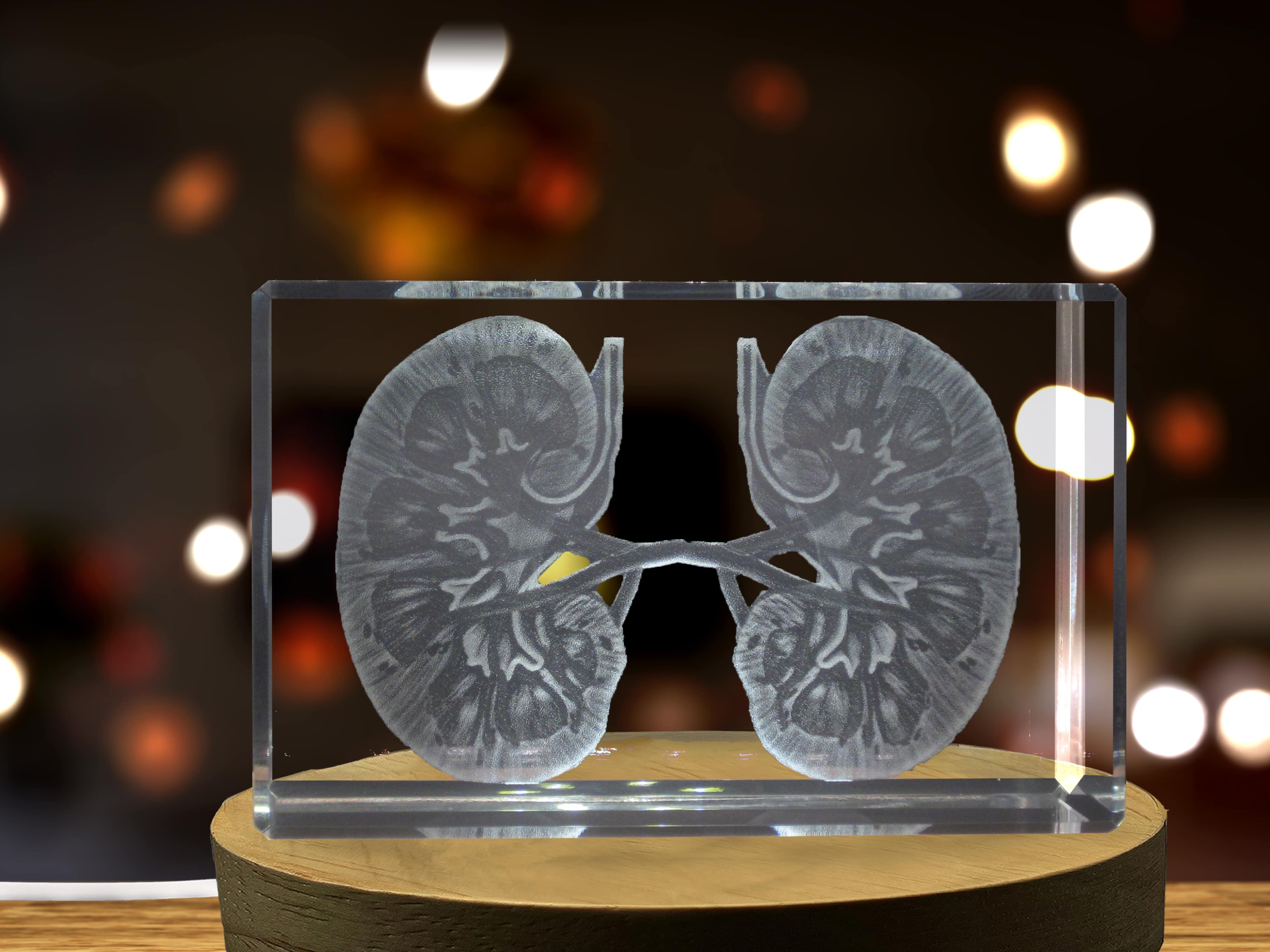 Kidneys | 3D Engraved Crystal Keepsake | Doctor Gift A&B Crystal Collection