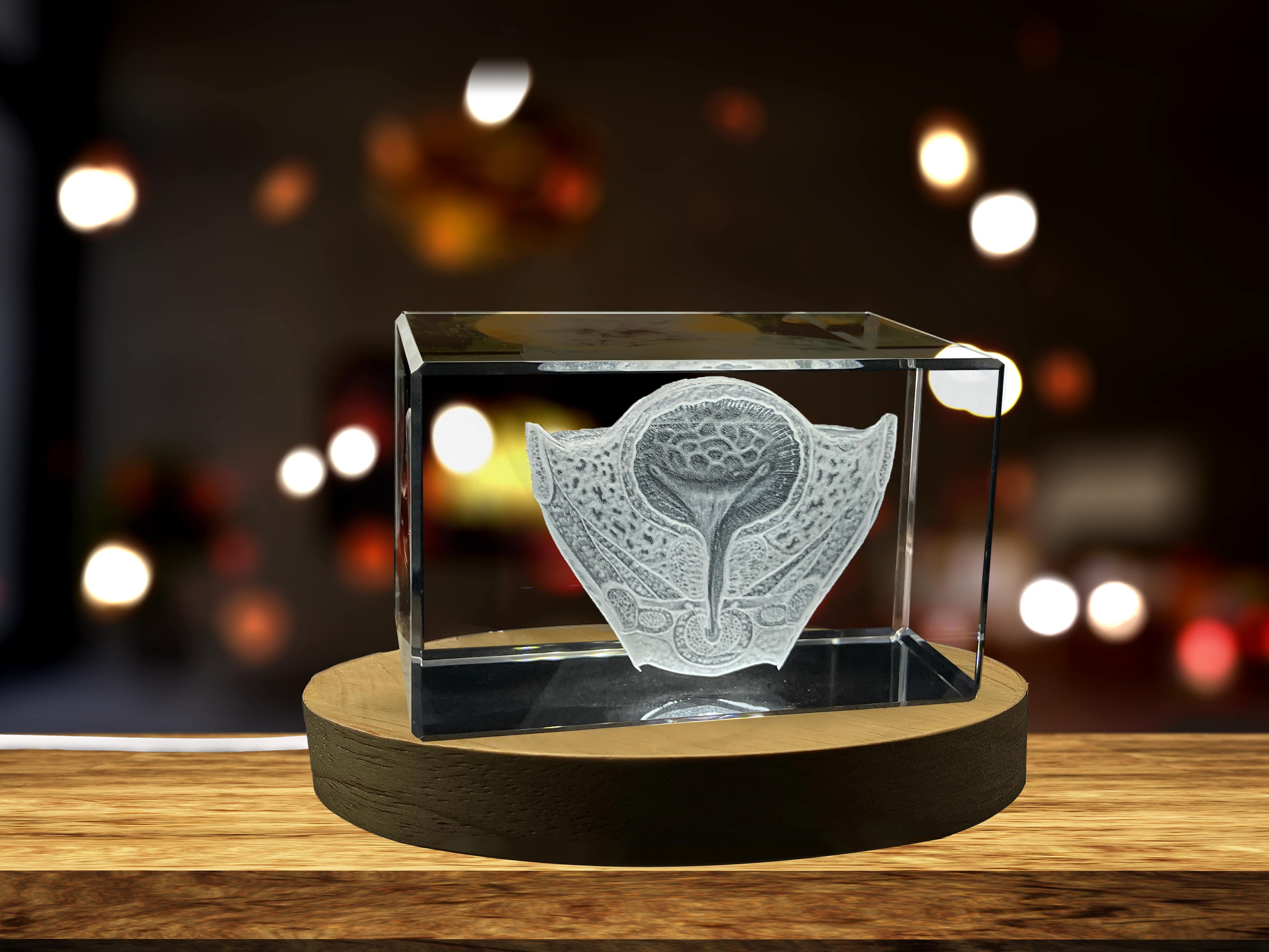 Urinary bladder | 3D Engraved Crystal Keepsake | Gift For Urologists | Doctor Gift A&B Crystal Collection