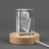 3D 3D Engraved Crystal Tooth Anatomy Model — Made in Canada - Custom Award From A&B Crystal Collection