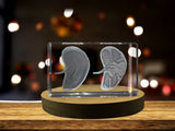 Spleen | 3D Engraved Crystal Keepsake | Doctor Gift