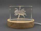 Crystal Trophy Award - 3D Engraved Trapdoor Spider Sculpture Recognition | Unique Nature Art Decor - Custom Award From A&B Crystal Collection