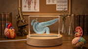Pancreas Art Recognition 3D Engraved Crystal Trophy | Unique Doctor Gift Made in Canada