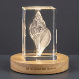 Banded Tulip Seashell 3D Engraved Crystal Gift