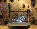 3D Carved Monarch Butterfly Trophy Recognition - Elegant Crystal Art for Nature Lovers - Custom Award From A&B Crystal Collection