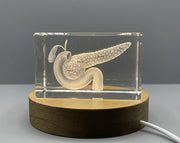 Pancreas Art | KeepSake à cristal gravé 3D | Cadeau de médecin