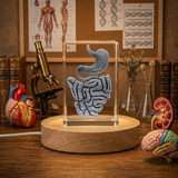Intestine 3D Engraved Crystal Trophy Award | Recognition Gift for Gastroenterologists & Medical Professionals