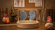 Spleen 3D Engraved Crystal Trophy Award with LED Base | Recognition Gift for Doctors | A&B Crystal Collection