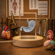 Stomach Art 3D Engraved Crystal Trophy Award With LED Base Light | Unique Doctor Recognition Gift