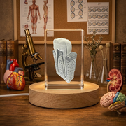 Tooth Are| 3D Engraved Crystal
