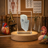 Tooth Are 3D Engraved Crystal Tooth Trophy Award Recognition - Unique Keepsake for Dentists & Patients - Custom Award From A&B Crystal Collection