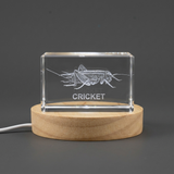 3D Engraved Crystal Cricket Trophy Award - Wildlife Recognition Gift with LED Base Light