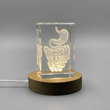 Intestine 3D Engraved Crystal Trophy Award — Made in Canada - Custom Award From A&B Crystal Collection