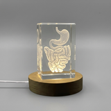 Intestine 3D Engraved Crystal Trophy Award | Recognition Gift for Gastroenterologists & Medical Professionals - Custom Award From A&B Crystal Collection